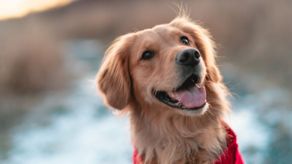 dog, golden retriever, pet, happy, doggy, canine, nature, dog portrait, animal, mammal, happy dog